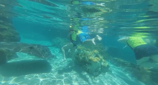 Discovery Cove Orlando The Grand Reef - Do you want to get close to a stingray